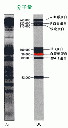 凝膠電泳圖片3_副本.jpg